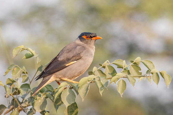Cerita Rakyat dari Maluku, Kisah Burung Pasang yang Membalas Dendam Kematian Anaknya
