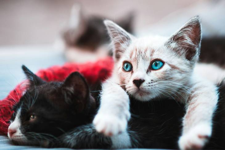 5 Contoh Teks Deskripsi tentang Kucing 3-5 Paragraf beserta Struktur