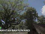 Gambar Sampul Pesona Hutan Trembesi Djawatan Banyuwangi