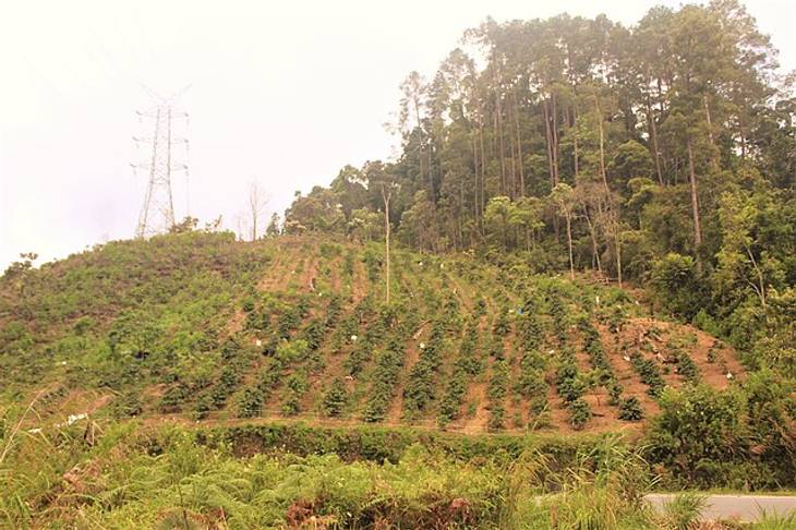 Desa Sejahtera Astra: Mengangkat Kopi Rancasalak ke Panggung Nasional