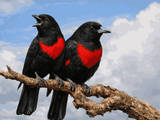Gambar Sampul Oriolus consanguineus: Kepodang Merah-Hitam Endemik Indonesia yang Kini Sudah Langka