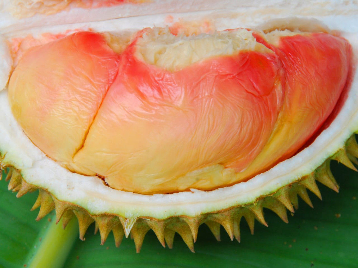 Durian Pelangi: Si Cantik dengan Warna dan Rasa yang Nikmat