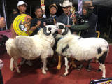 Gambar Sampul Kontes Kambing dan Domba Makin Populer di Anak Muda Jateng-DIY, Jadi Berkah untuk Ekonomi
