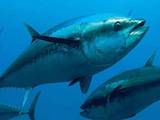 Gambar Sampul Jepang Import Ikan Tuna Loin dari NTT Sebanyak 8,5 Ton