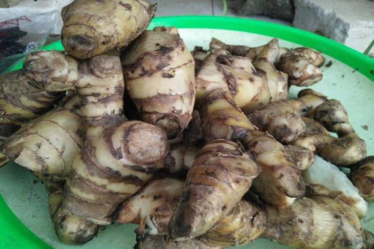 Inilah Ganyong, Umbi-umbian Asli Indonesia yang Jarang Diketahui