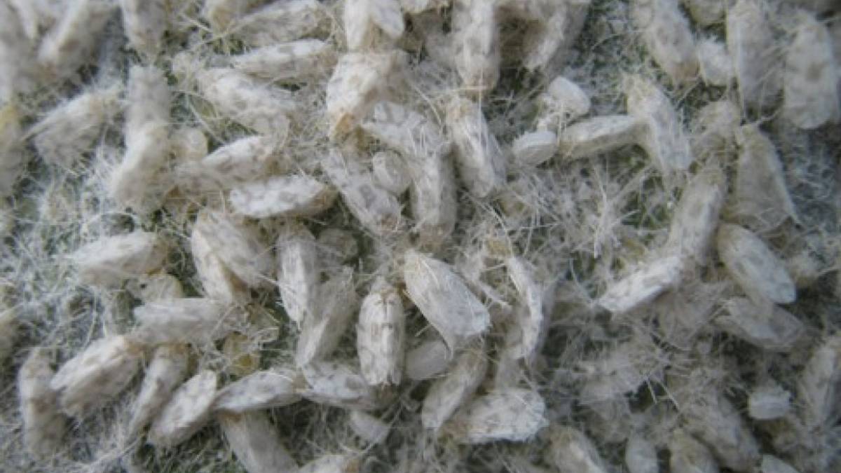 Insect pest discovered