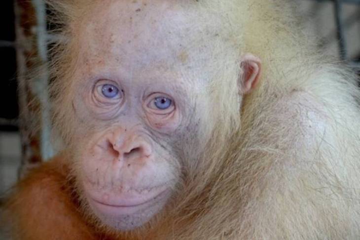 Kisah Alba, Orangutan Albino Pertama di Dunia dari Hutan Kalimantan