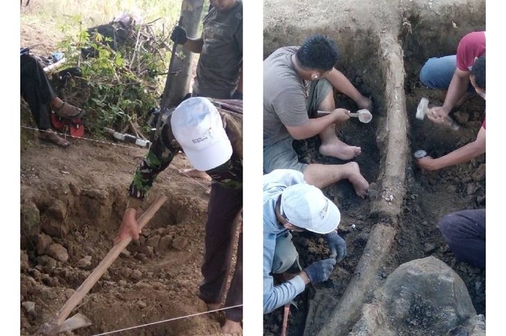 Mahasiswa UI Temukan Fosil yang Diperkirakan Tulang Rusuk Stegodon di Situs Patiayam