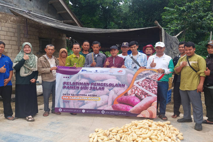 Masuk Pasar Ekspor, Begini Perkembangan DSA Ubi Bogor Binaan DPMA IPB University