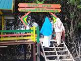Gambar Sampul Tanam Mangrove demi Keanekaragaman Hayati di Desa Bulu Cindea