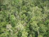 Gambar Sampul Mengapa Kalimantan Begitu Hijau? Cerita Panjang Hutan Borneo dari Dulu hingga Kini