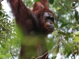 Gambar Sampul Orang Utan Indonesia: Tiga Spesies, Tiga Hutan, dan Perjuangan untuk Tetap Bertahan