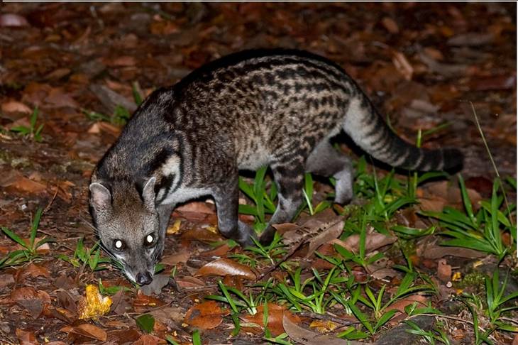 Pakar IPB: Aroma Pandan Musang Luwak, Tanda Kehidupan Hutan