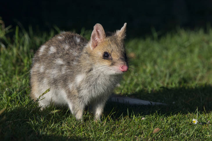 Quoll, Karnivora Mungil yang Dijuluki “Harimau Papua”