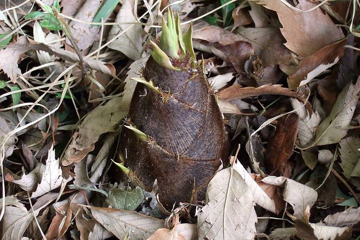 Rahasia Rebung: Tunas Bambu Kaya Serat Yang Baik Untuk Jantung dan Pencernaan
