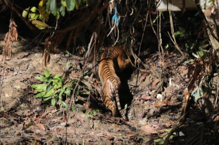 Harimau Sumatra u2018Begu Klutiu2019 Dilepasliarkan ke Taman Nasional Gunung Leuser