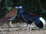 Gambar Sampul Sempidan Biru, Si Cantik dari Lantai Hutan Kalimantan dan Sumatra