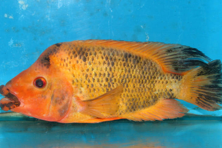 Seperti Namanya, Ikan Red Devil adalah Hama yang Agresif dan Invasif