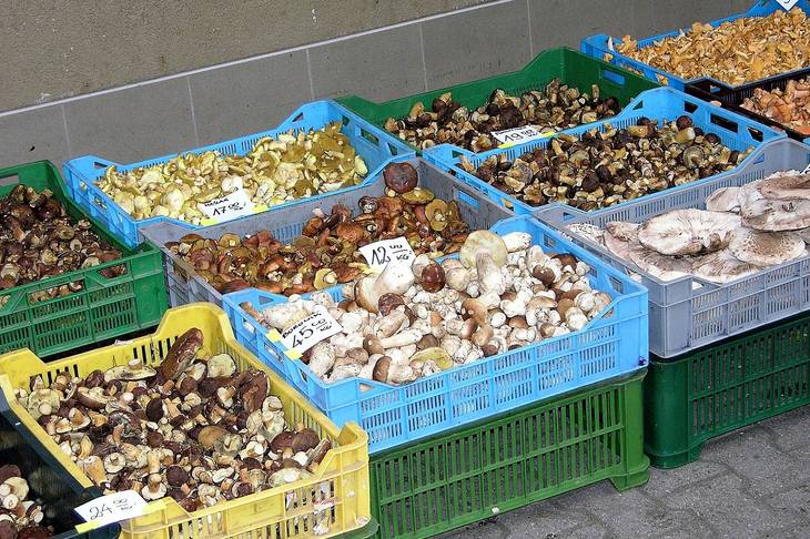 Serat Sehat dari Jamur, Alternatif Selain Sayur dan Buah