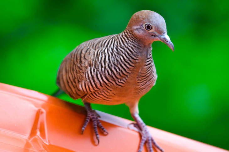 Perkutut dan Beragam Manfaat yang Diberikan dari Kedekatan dengan Manusia