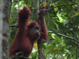 Gambar Sampul Berbagi Ruang Hidup dengan Orangutan di Stasiun Penelitian Ketambe