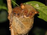 Gambar Sampul Tarsius, Si Imut Nan Misterius