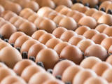 Gambar Sampul Tembus Pasar Global, RI Ekspor Telur Ayam ke Singapura Rp 1,15 Miliar