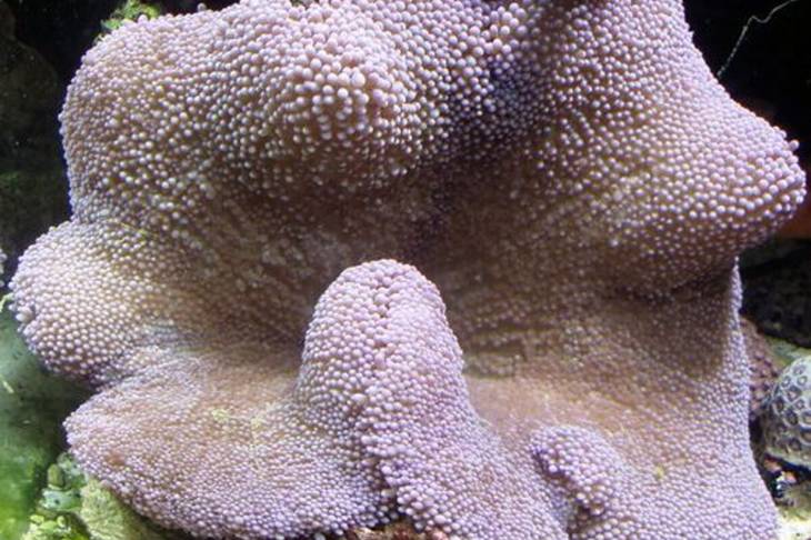 Temonat, Anemon Karpet Laut yang Digemari Orang Sumbawa