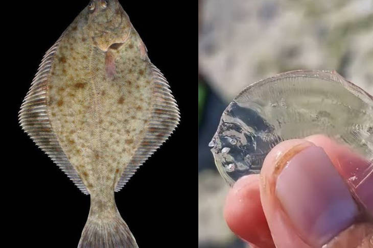 Uniknya Ikan Sebelah, Biota Laut yang Transparan saat Masih Bayi