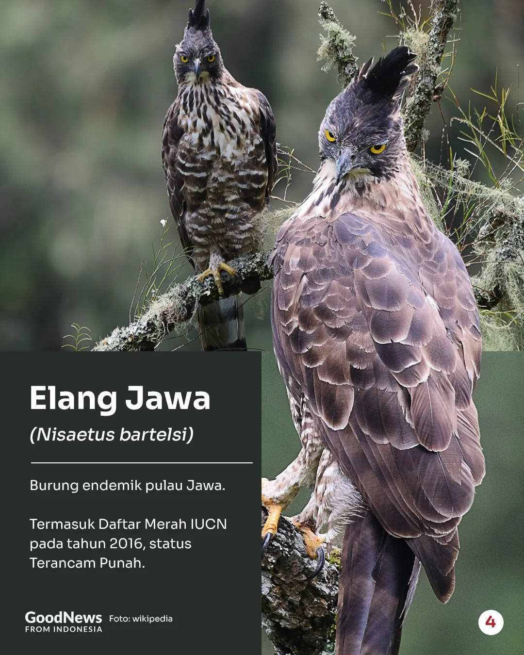 Deretan Hewan Langka di Indonesia yang Wajib Dilindungi (Bagian 2)