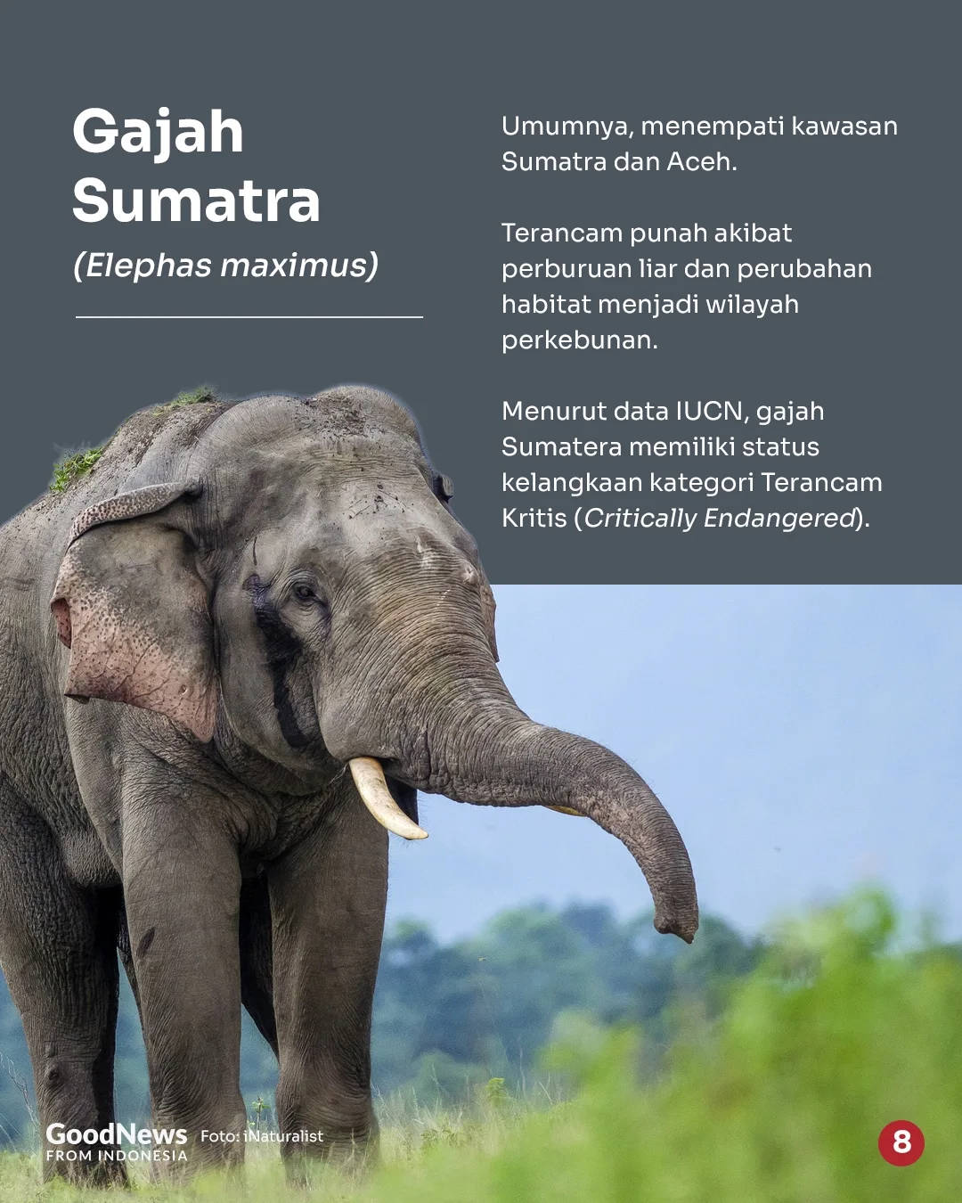Deretan Hewan Langka di Indonesia yang Wajib Dilindungi (Bagian 2)