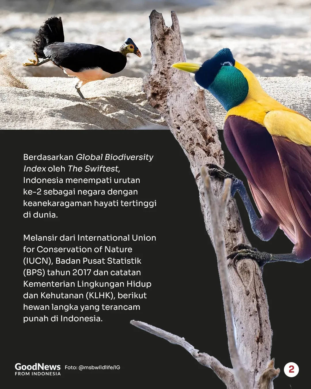 Deretan Hewan Langka di Indonesia yang Wajib Dilindungi (Bagian 2)