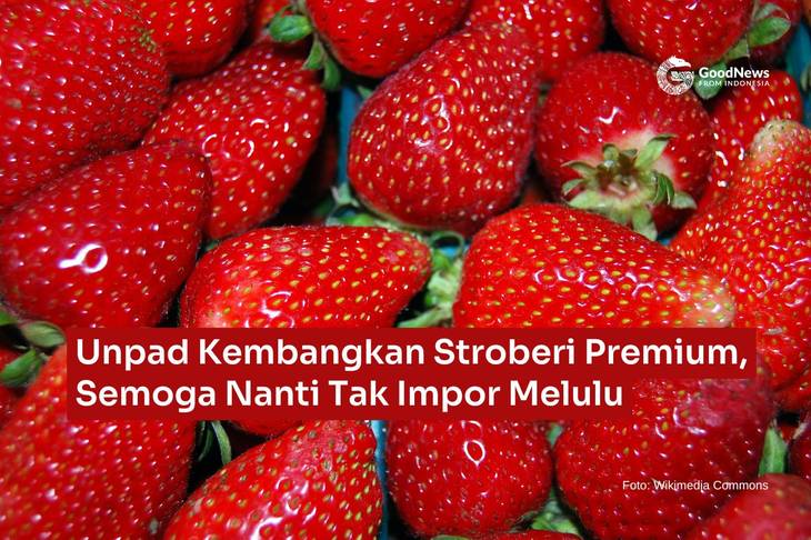 Unpad Kembangkan Stroberi Premium, Semoga Nanti Tak Impor Melulu