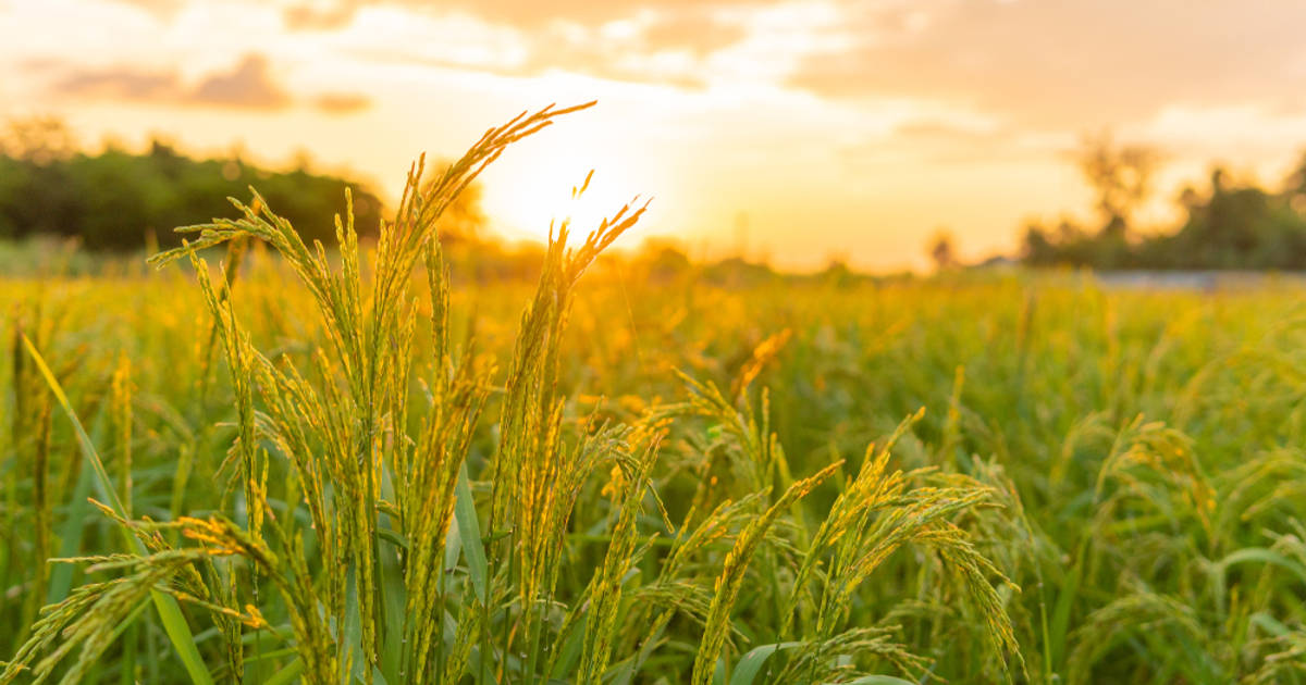 Negara ASEAN dengan Produksi Padi Terbanyak, Indonesia Juaranya