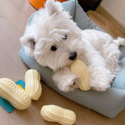 Dog Chew Toys Animal Squeaky Toy Creamy Durian Bite Resistant Puppy Rubber Toy Teeth Cleaning Interactive Dog Toys Pet Supplies