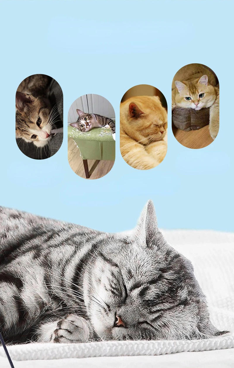 Description Picture 6 of itemDr.DC Wire Teasing Cat Stick Insect Dragonfly Feather Cat Supplies Cat Pet Moth Toy Interactive Fun Pet Cat Toy Pole