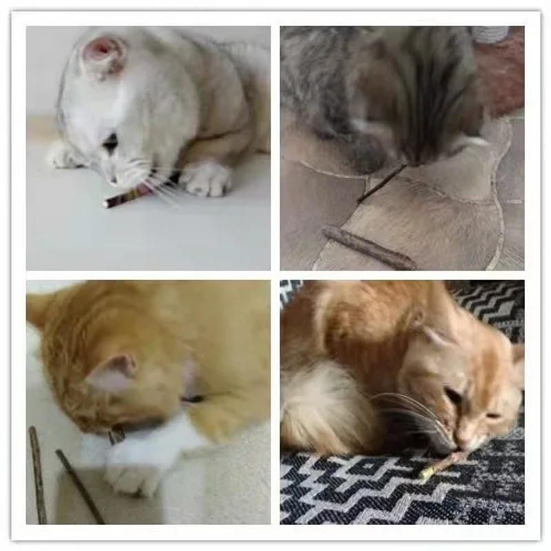 Description Picture 3 of item6 Sticks/box Cat Chews Products All Natural Catnip Sticks Wood Tengo Molar Sticks Teeth Cleaning Cat Sticks For Cats Of All Ages