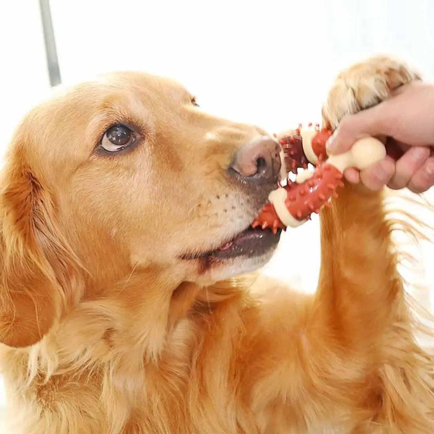 Description Picture 4 of itemDogs Chew Toys Durable Bite Resistant Bones Shape Teeth Cleaning Toys Indestructible Safe Pet Chewable Bones