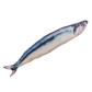 Blue Saury