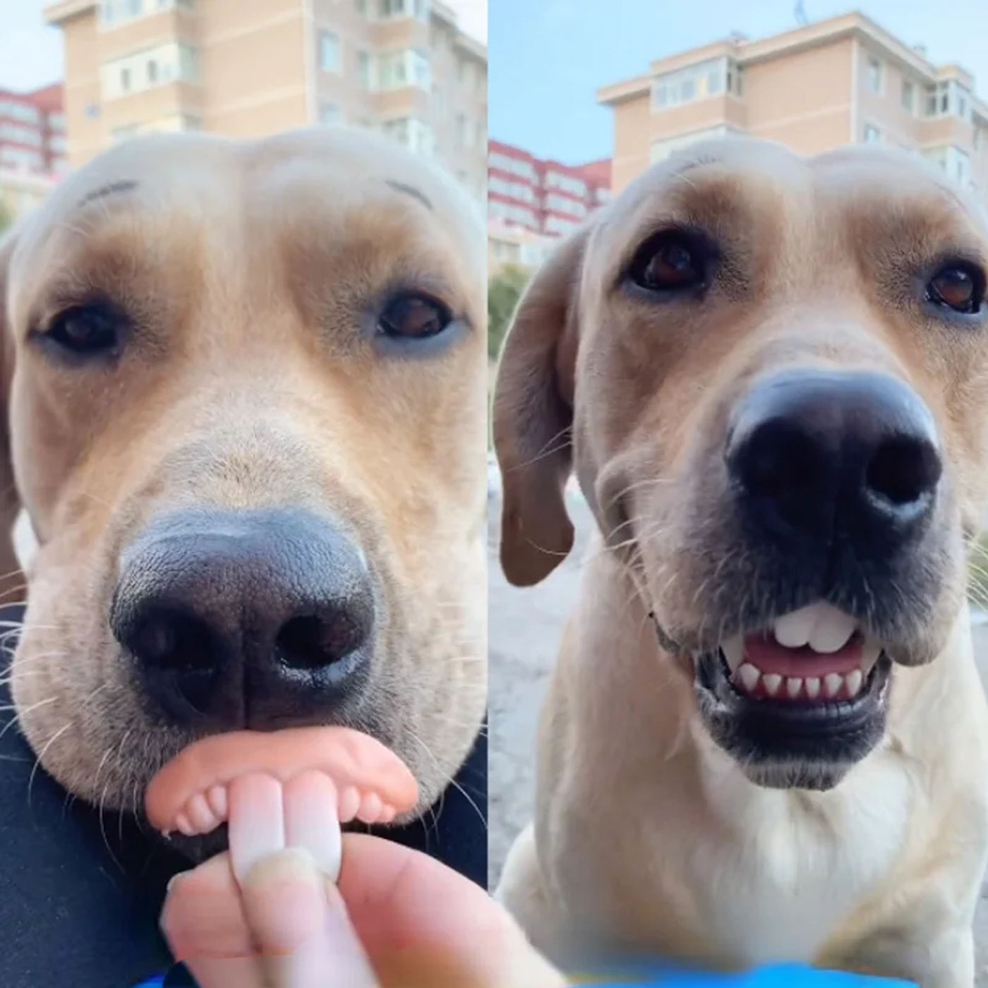 Description Picture 6 of itemFunny Dog False Rotten Teeth Pet Dentures Decorating Supplies Halloween Costume Cosplay Humans Vampires Prank Horror Tricky Toy