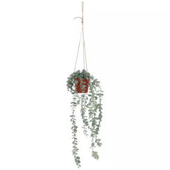 Eucalyptus In Hanging Pot