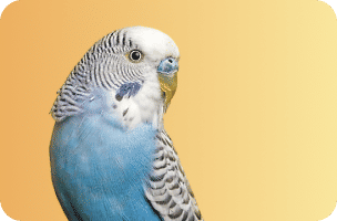 Bird Supplies