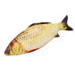 carp