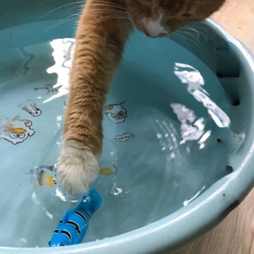 Cat Interactive Electric Fish Toy Water Cat Toy for Indoor Play Swimming Robot Fish Toy for Cat and Dog with LED Light Pet Toys