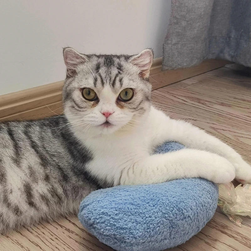 Description Picture 4 of itemCat specific small pillows for pets, dogs, and cats U-shaped pillows, sleeping pads, cat blankets, and warm pet products