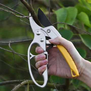 Horticultural pruning shears SK5 professional for bonsai, fruit trees, flowers, branches, garden pruning shears