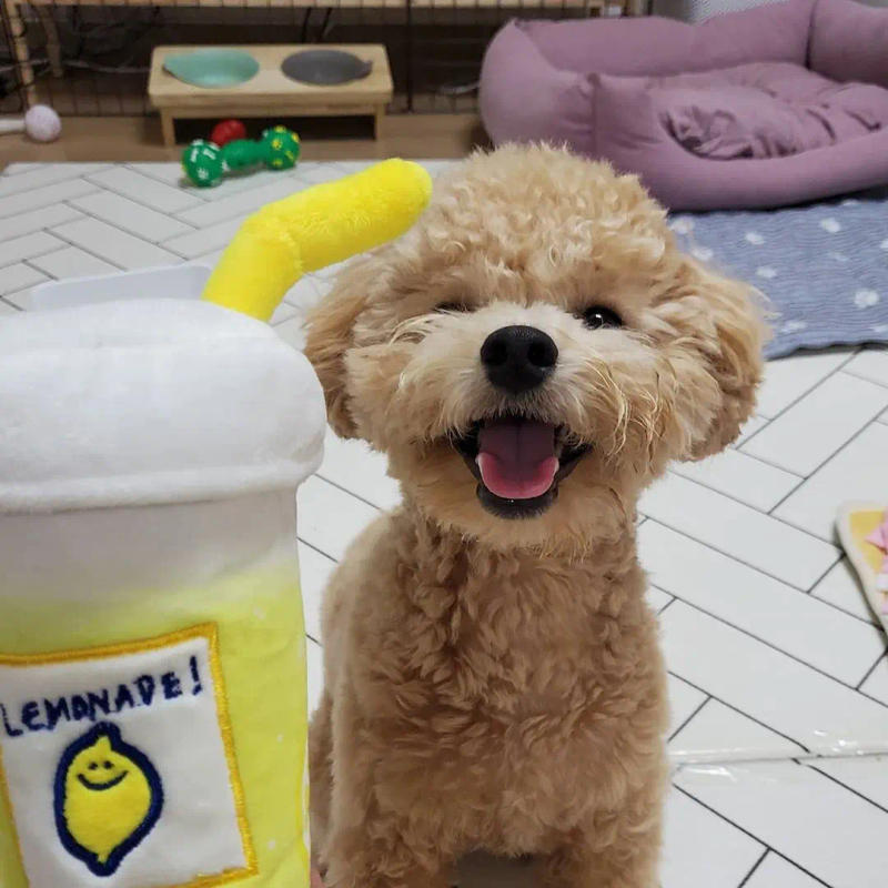 Description Picture 6 of itemIns Explosion Lemon Tea Simulation Sounding Dog Hidden Food Toy Pet Sounding Hidden Food Toy Pet Voice Tibetan For Small Dog
