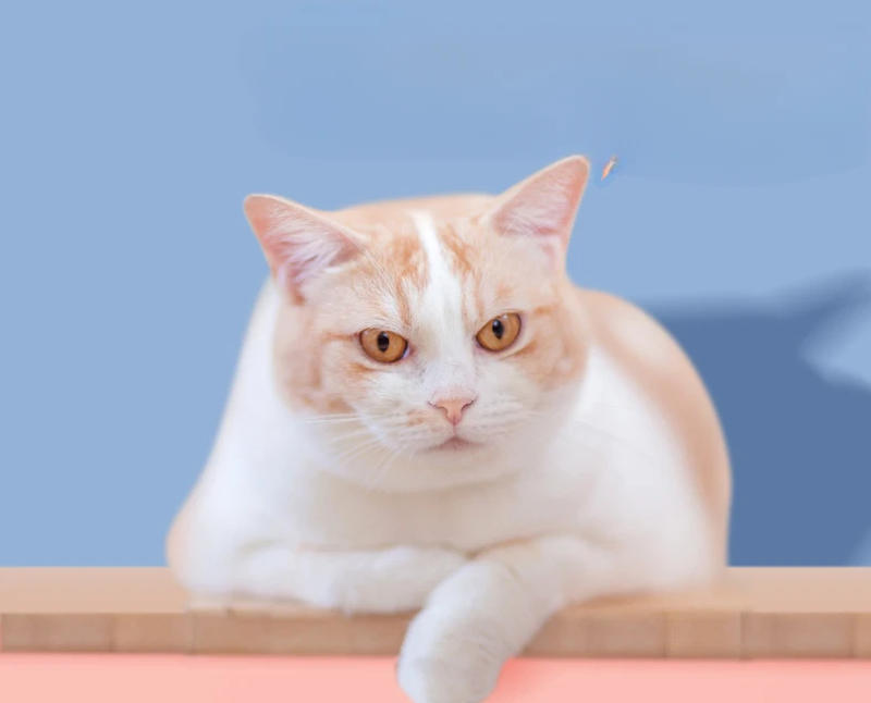 Description Picture 5 of item4 Story Tower Shaped Track Toys for Cats Interactive Turntable Roller Pet Puzzle Circle Inelligence Training Supplies for Kitten