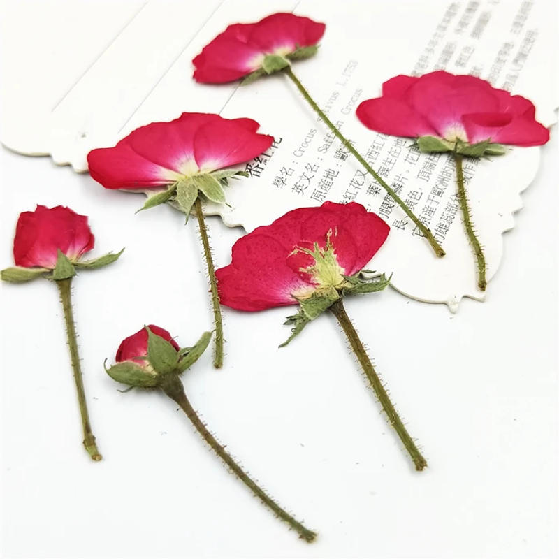 Description Picture 5 of item20-24pcs,Natural Pressed Roses with stem,Eternal Dried rose Flower for DIY Wedding invitations Craft Photo Bookmark Gift Cards
