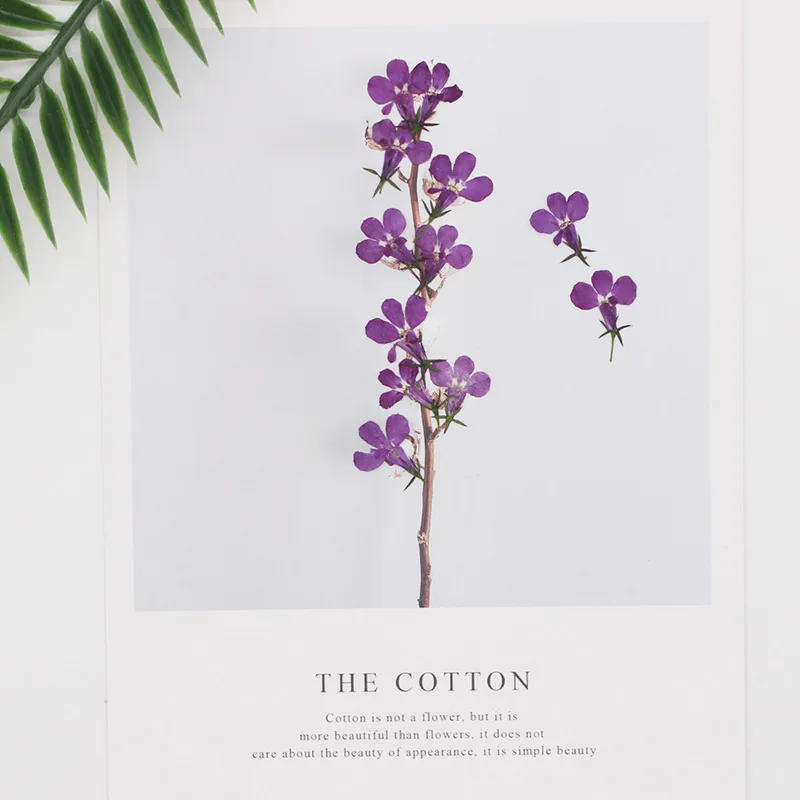 Description Picture 3 of item60pcs Pressed Dried Lobelia Erinus Flower Plant Herbarium For Jewelry Postcard Invitation Card Phone Case Bookmark Craft&Art